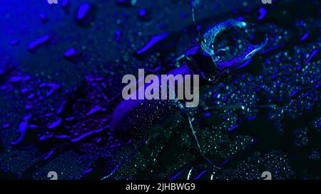 Gehörnte Käferhirsche auf blau nasser Oberfläche mit Regentropfen. Schönes Insekt in der Roten Liste, größter seltener Hirsch in europa - Lucanus cervius Stockfoto