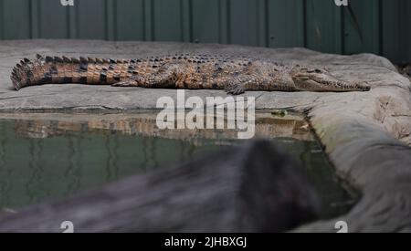 078 Fresie sonnt sich neben einem künstlichen Teich. Brisbane-Australien. Stockfoto