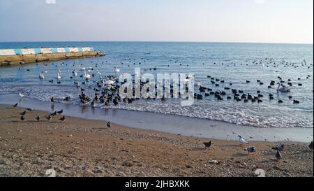 Enten und Schwäne mit schwarzen und weißen Federn schwimmen an einem Wintertag auf den Wellen des Schwarzen Meeres auf der Krim in der Ukraine Stockfoto