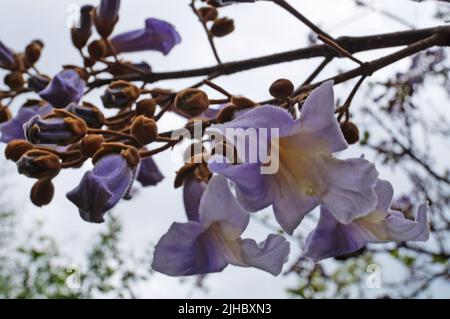 Baum Zweig mit Knospen und Blumen mit zarten violetten Blütenblättern im Park an einem Frühlingstag Stockfoto
