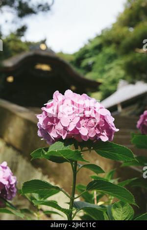 Hortensien wurden im Juni auf Japanisch ajisai genannt. Es ist rosa und niedlich. Hortensien haben verschiedene Arten von Farben, die verschiedene Blütensprachen haben. Stockfoto