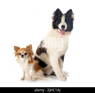 Junge Yakutian Laika und Chihuahua vor weißem Hintergrund Stockfoto