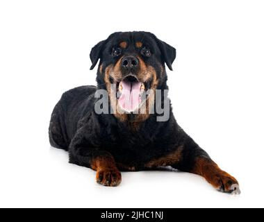 Reinrassige alte Rottweiler vierzehn Jahre vor weißem Hintergrund Stockfoto