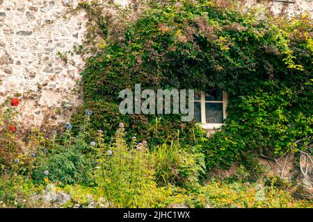 Vorgarten mit Fenster mit Pflanzen bedeckt Stockfoto
