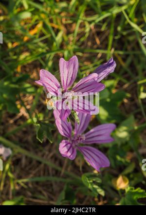 Malva sylvestris ist eine Art der Mallee-Gattung Malva in der Familie der Malvaceae und gilt als Typusart der Gattung. Bekannt als Co Stockfoto