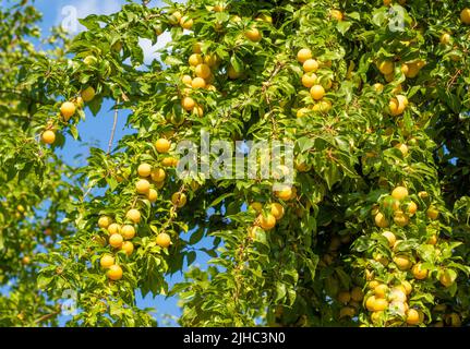 Reife Frucht der wildgelben Mirabelle-Kirsche (Prunus cerasifera) auf einem Baum im Sommer Stockfoto