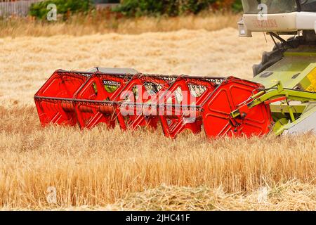 Claas C600 Auto Contour Schneidkopf zum Schneiden von Gerste Stockfoto
