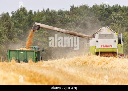 Ein Claas Lexion 440 Mähdrescher, der einen John Deere 6920s Traktor mit Gerste beladen wird Stockfoto
