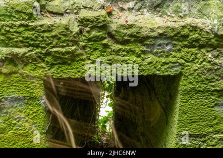 Degradation durch die Natur des keltischen Gebäudes, Verteidigungsturm. Belagerungsturm aus der keltischen Zeit, Limerick, Irland, 17. Juli 2022 Stockfoto