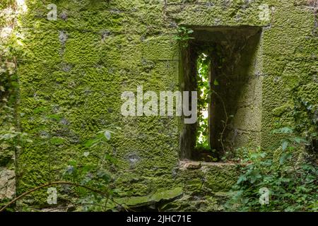 Degradation durch die Natur des keltischen Gebäudes, Verteidigungsturm. Belagerungsturm aus der keltischen Zeit, Limerick, Irland, 17. Juli 2022 Stockfoto