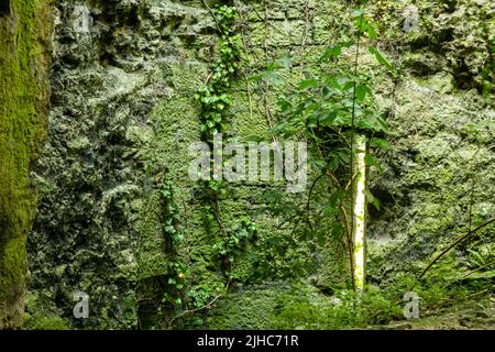 Degradation durch die Natur des keltischen Gebäudes, Verteidigungsturm. Belagerungsturm aus der keltischen Zeit, Limerick, Irland, 17. Juli 2022 Stockfoto