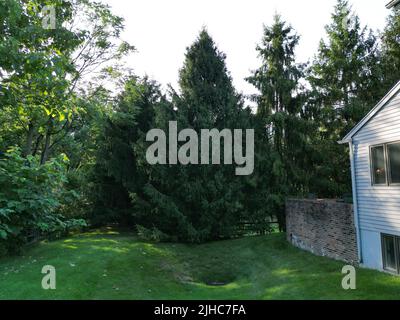 Eine hohe Kiefer und andere Bäume in einem Hausgarten Stockfoto