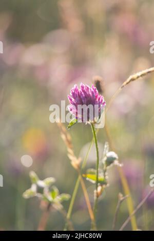 Rotklee und andere wilde Blumen und Gräser auf einer Wiese im Juli in der englischen Landschaft in Northumberland in der Nähe der Hadrianmauer Stockfoto