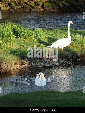 Männchen stumm Schwan beobachten, während Cygnets mit der Mutter spielen, am Flussufer. Stockfoto
