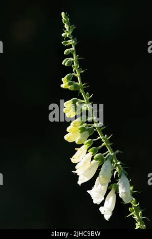 Wassertropfen in Sonnenschein auf weißem Foxglove (Digitalis Purpurea f. Albiflora) Blumen vor einem dunklen Hintergrund Stockfoto