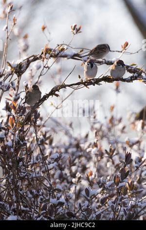 Ein Hausspatzen (Passer domesticus) und Baumspatzen (Passer Montanus) versammeln sich auf der schneebedeckten Geißelspatel im frühen Frühlingsshund Stockfoto