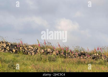 Füchshandschuhe (Digitalis Purpurea) und eine Vielzahl von Gräsern und Wildblumen wachsen an einer Trockensteinwand am Feldrand bei Abendsonnenhund Stockfoto