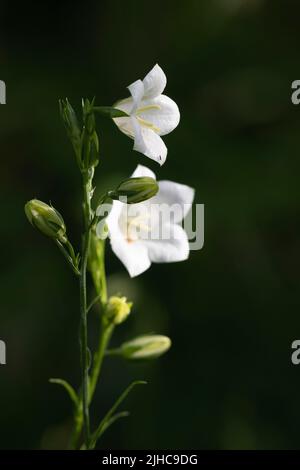 Strahlender Sonnenschein auf den Blüten und Knospen einer weißen Glockenblume (Campanula persicifolia var. Alba) vor einem dunklen Hintergrund Stockfoto