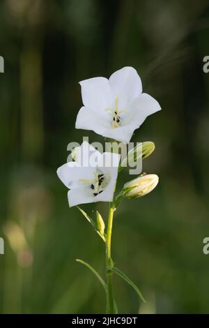 Blüten und Knospen auf einer Single der Weißen Glockenblume (Campanula persicifolia var. Alba) Stockfoto