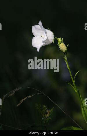 Sonnenlicht nimmt eine einzelne weiße Glockenblume (Campanula persicifolia var. Alba) vor einem dunklen Hintergrund Stockfoto