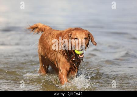 Golden Retriever Hund genießen Familie Zeit Stockfoto
