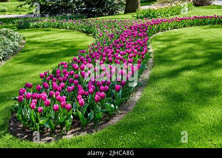 Bunte Tulpen blühen im Frühling in den Keukenhof-Gärten bei Amsterdam, Niederlande, Europa. Stockfoto