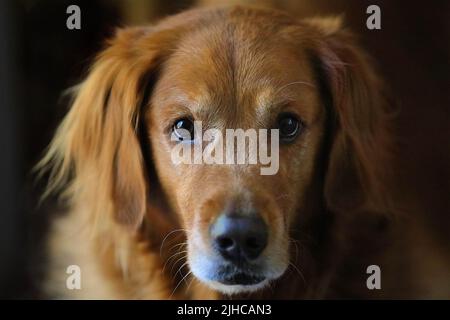 Golden Retriever Hund genießen Familie Zeit Stockfoto