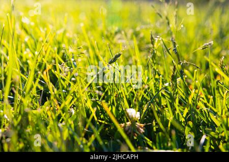 Vollformat-Hintergrundbild mit Gräsern oder Ernten. Konzept der CO2-Netto-Null- oder CO2-Neutralität. Selektiver Fokus. Stockfoto