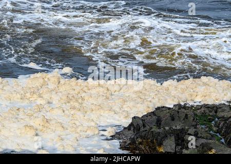 Ein schnell fließender Fluss mit schmutzigem Schadstoffschaum in der Nähe des felsigen Ufers. Der Schaum ist ein helles, schmutziges Braun. Konzentrieren Sie sich auf den Schaum. Stockfoto