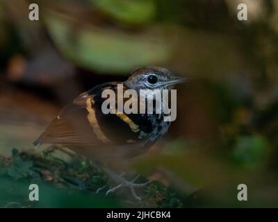 Banded Antbird, ein Regenwaldvögel, der auf dem Waldboden im Amazonas von Peru spazierengeht Stockfoto