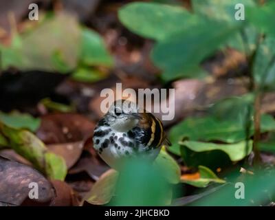 Banded Antbird, ein Regenwaldvögel, der auf dem Waldboden im Amazonas von Peru spazierengeht Stockfoto