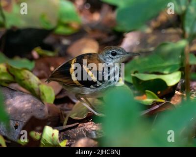 Banded Antbird, ein Regenwaldvögel, der auf dem Waldboden im Amazonas von Peru spazierengeht Stockfoto