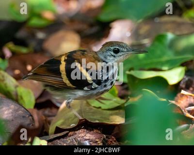 Banded Antbird, ein Regenwaldvögel, der auf dem Waldboden im Amazonas von Peru spazierengeht Stockfoto