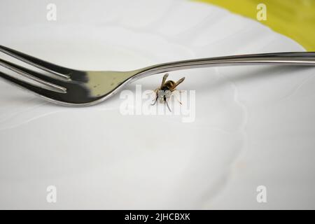 Eine Wespe sitzt neben einer Tasse Kuchengabel. Gefährliche Situation in der Garde, Risiko, gestochen zu werden Stockfoto