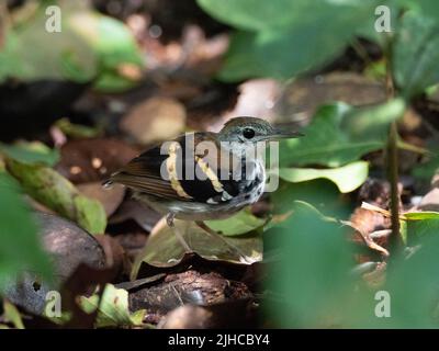 Banded Antbird, ein Regenwaldvögel, der auf dem Waldboden im Amazonas von Peru spazierengeht Stockfoto