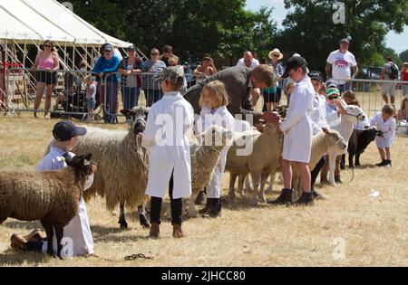 Junge Handler mit Schafen auf der Tendring Hundred Show 2022 in Essex, der wichtigsten landwirtschaftlichen Veranstaltung des Landkreises. Stockfoto