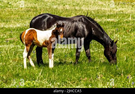 Schwarze Stute und Pinto-hengstfohlen, die in den Ausläufern der Rocky Mountains in Alberta, Kanada, frei sind. Stockfoto