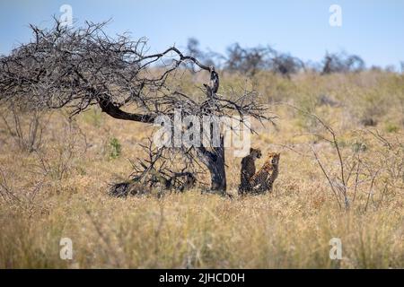 Wilde Geparde im Etosha National Park in Namibia, Afrika Stockfoto