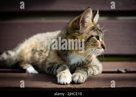 Eine tabby Katze liegt auf einer Bank und blickt an einem sommerlichen sonnigen Tag in die Ferne auf dem Land. Schönes Haustier Stockfoto