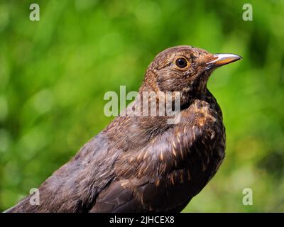 Jungvögel-Amsel (Turdus merula) im Profil Stockfoto