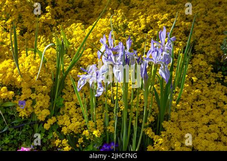 Iris missouriensis ist im späten Nachmittagslicht von einem Korb aus Gold umgeben. Stockfoto