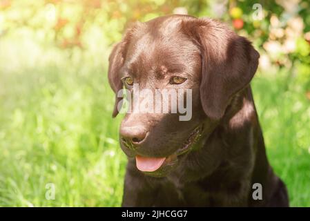 Labrador Retriever Welpenportrait auf dem Hintergrund eines Baumes mit Früchten, Haustier. Ein Hund an einem sonnigen Tag. Stockfoto