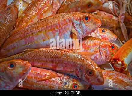 Roter Mullet (Mullus barbatus), ausgestellt auf dem Rialto Markt (Mercato Rialto) in Venedig, Italien Stockfoto