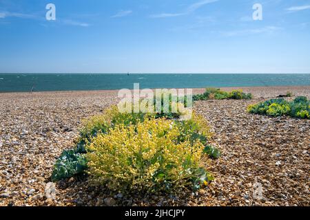 Im Sommer werden an einem Kiesstrand Kohl oder Crambe maritima angeboten Stockfoto