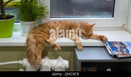 Porträt einer schlafenden Ingwerkatze in Nahaufnahme. Die rote Katze dötzt auf der Fensterbank. Stockfoto