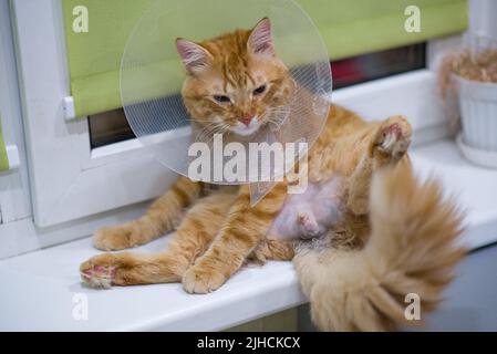 Traurige rote Katze nach der Sterilisation. Traurige Katze sitzt nach der Kastration in einer lustigen Pose auf dem Fensterbrett. Stockfoto