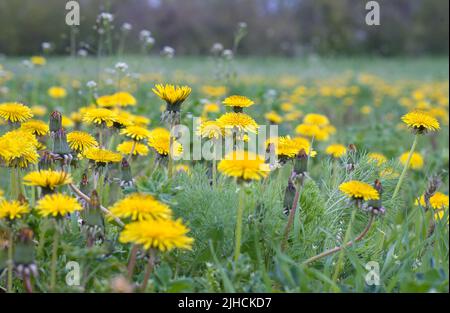 Blühende Elandelionen im Frühling auf einer Wiese. Dandelionenfeld an einem sonnigen Tag. Stockfoto