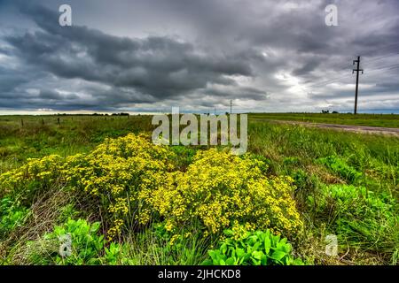 Pampas stürmische Landschaft, Provinz La Pampa, Patagonien, Argentinien. Stockfoto