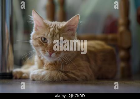 Die rote Katze liegt auf dem Boden im Raum. Die Katze schaut aufmerksam auf die Kamera. Stockfoto
