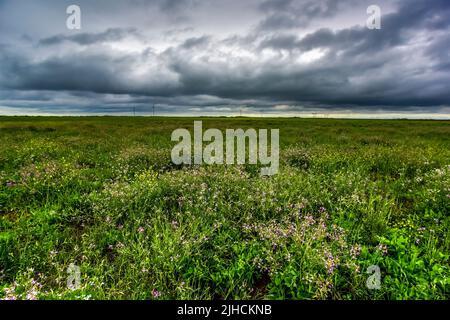 Pampas stürmische Landschaft, Provinz La Pampa, Patagonien, Argentinien. Stockfoto